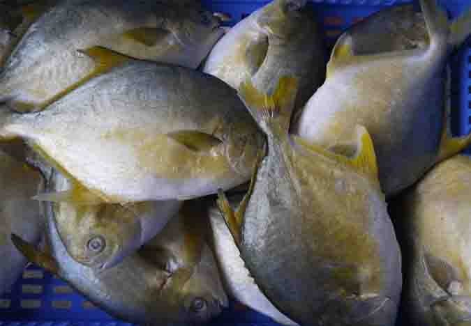 golden pomfret WR