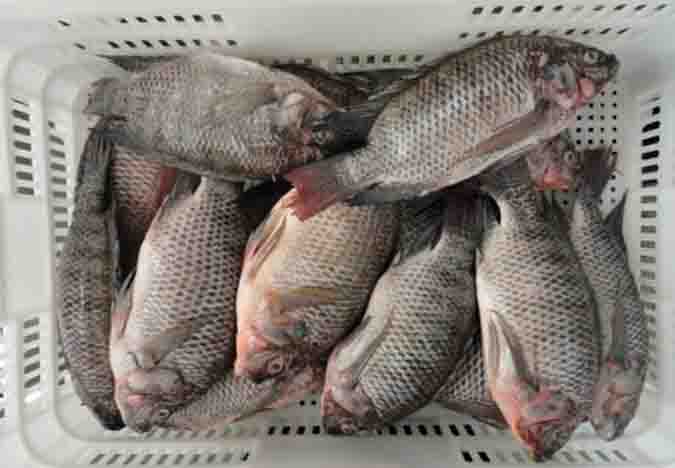 WR tilapia