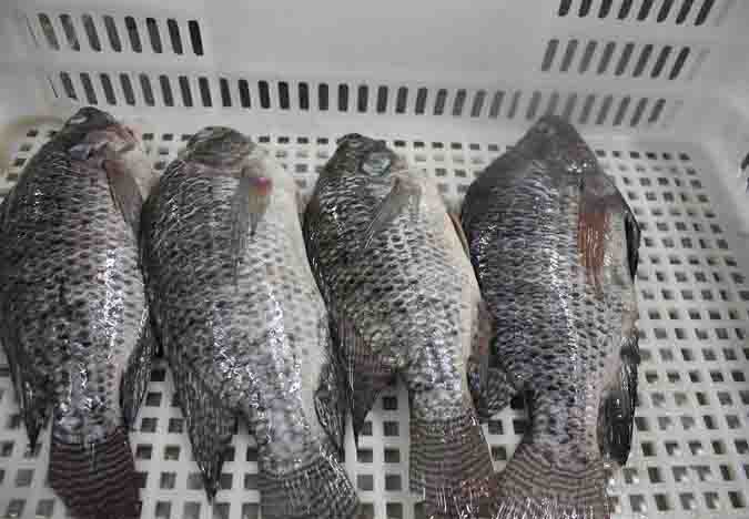 tilapia GS